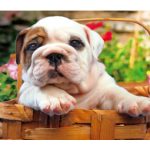 Educa - Puzzle Bull Dog 500 de Piese